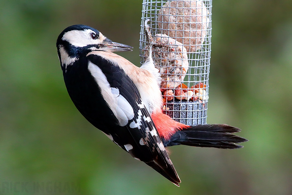 Great Spotted Woodpecker