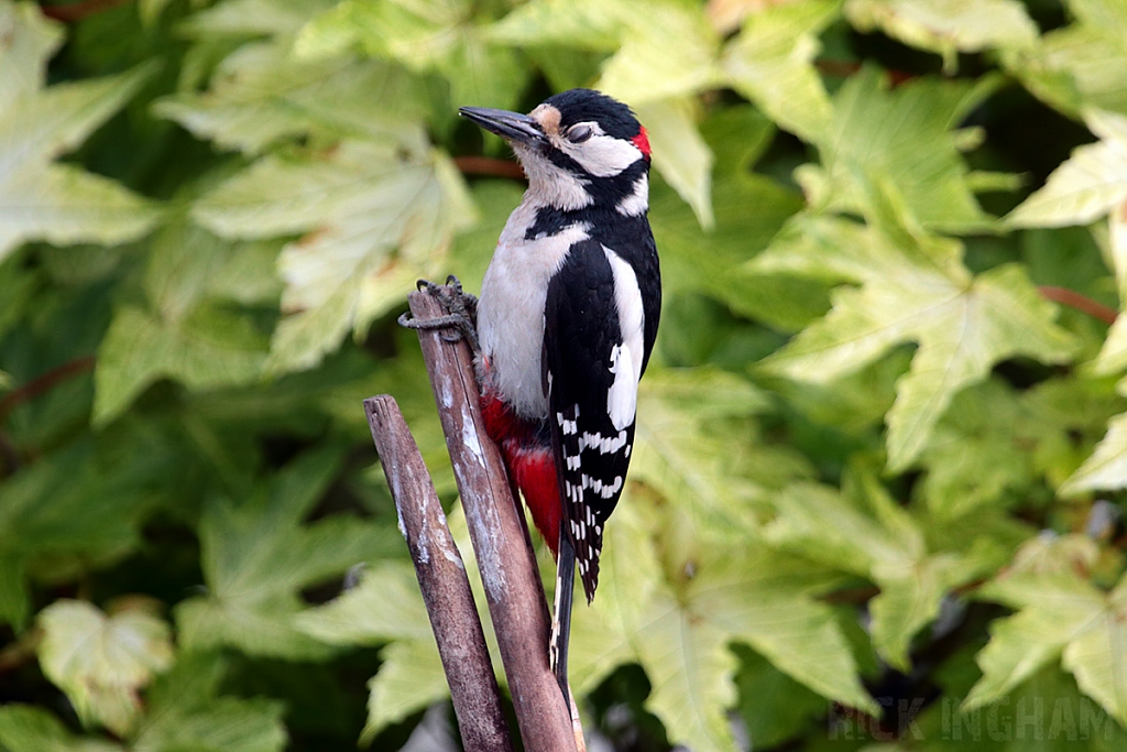 Great Spotted Woodpecker | Male