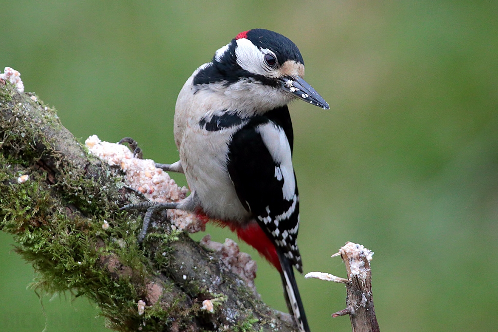 Great Spotted Woodpecker | Male