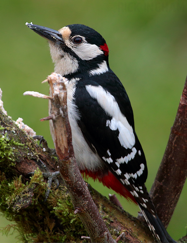 Great Spotted Woodpecker | Male
