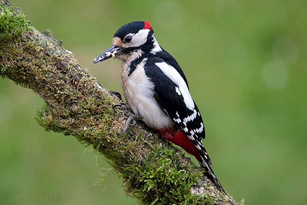 Great Spotted Woodpecker | Male