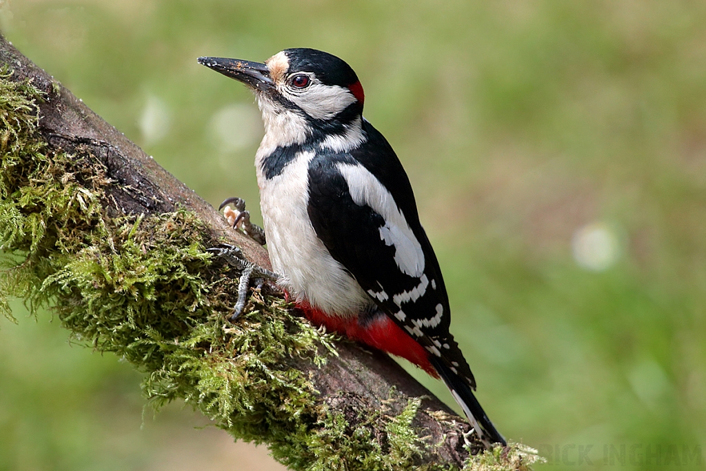 Great Spotted Woodpecker | Male