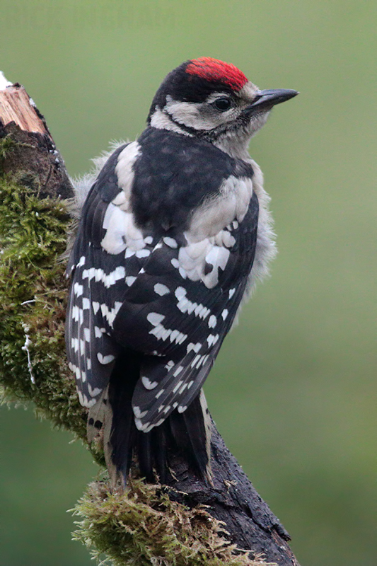 Great Spotted Woodpecker | Juvenile