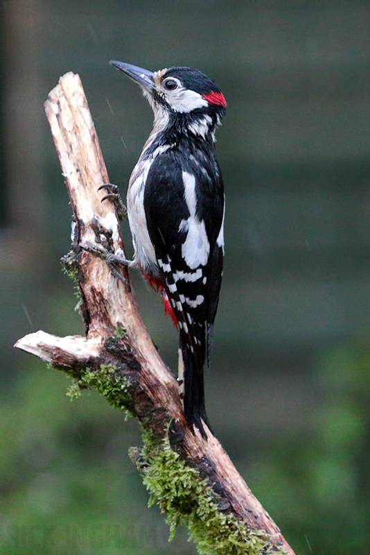 Great Spotted Woodpecker | Male