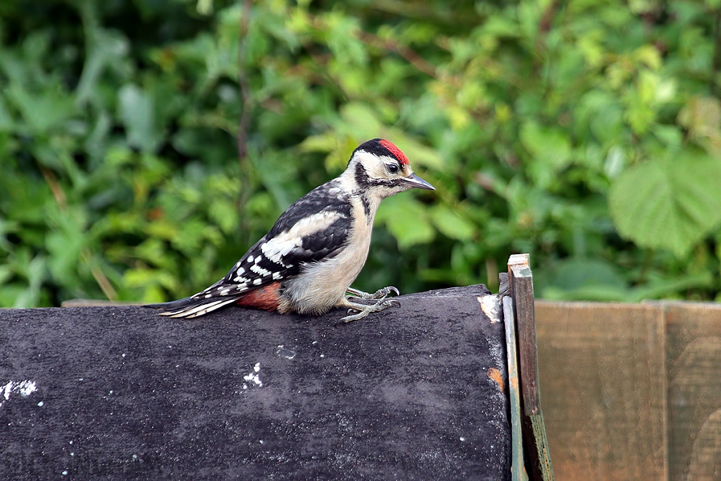 Great Spotted Woodpecker | Juvenile