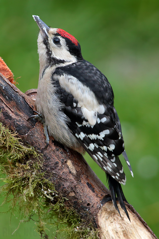 Great Spotted Woodpecker | Juvenile