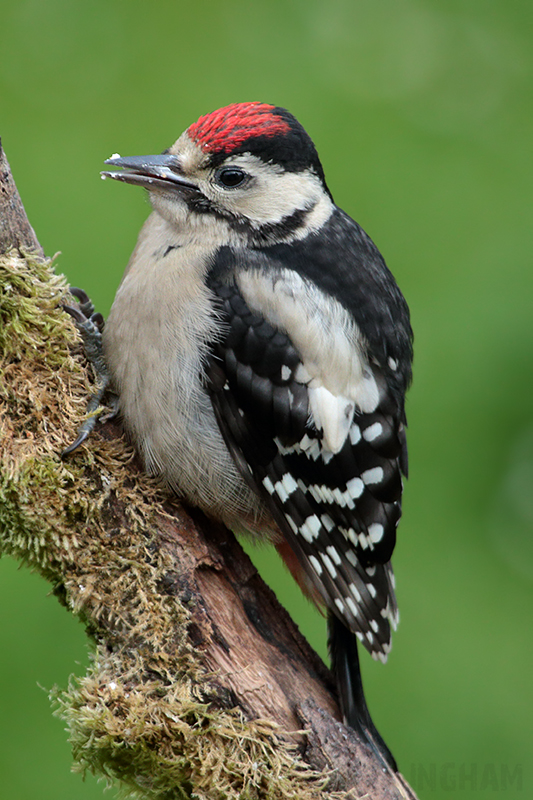 Great Spotted Woodpecker | Juvenile