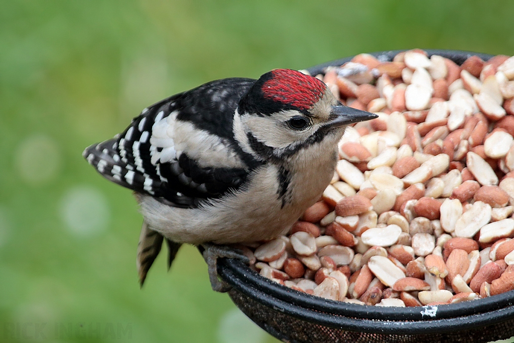 Great Spotted Woodpecker | Juvenile