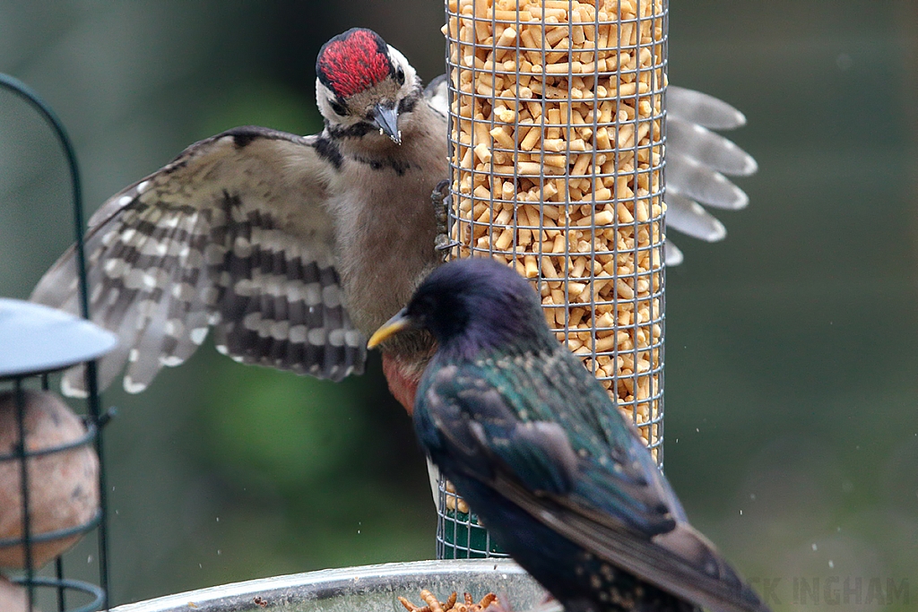 Great Spotted Woodpecker | Juvenile