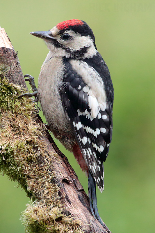 Great Spotted Woodpecker | Juvenile