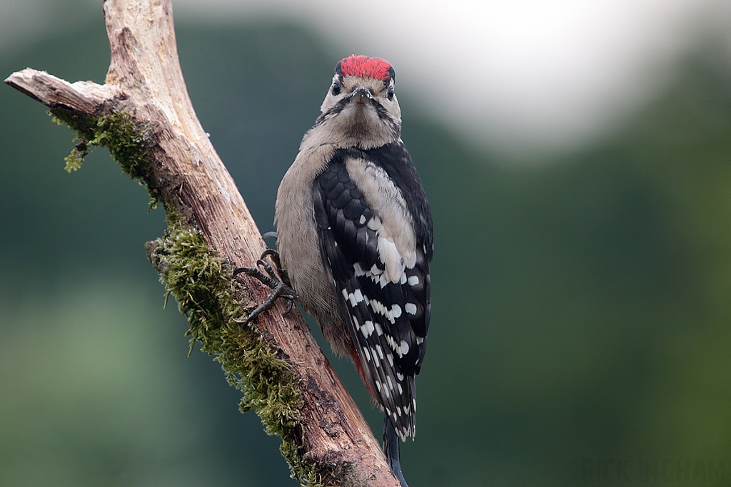 Great Spotted Woodpecker | Juvenile