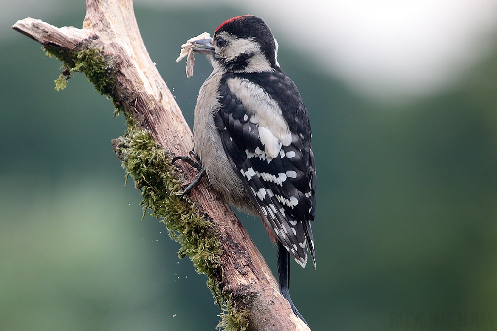 Great Spotted Woodpecker | Juvenile