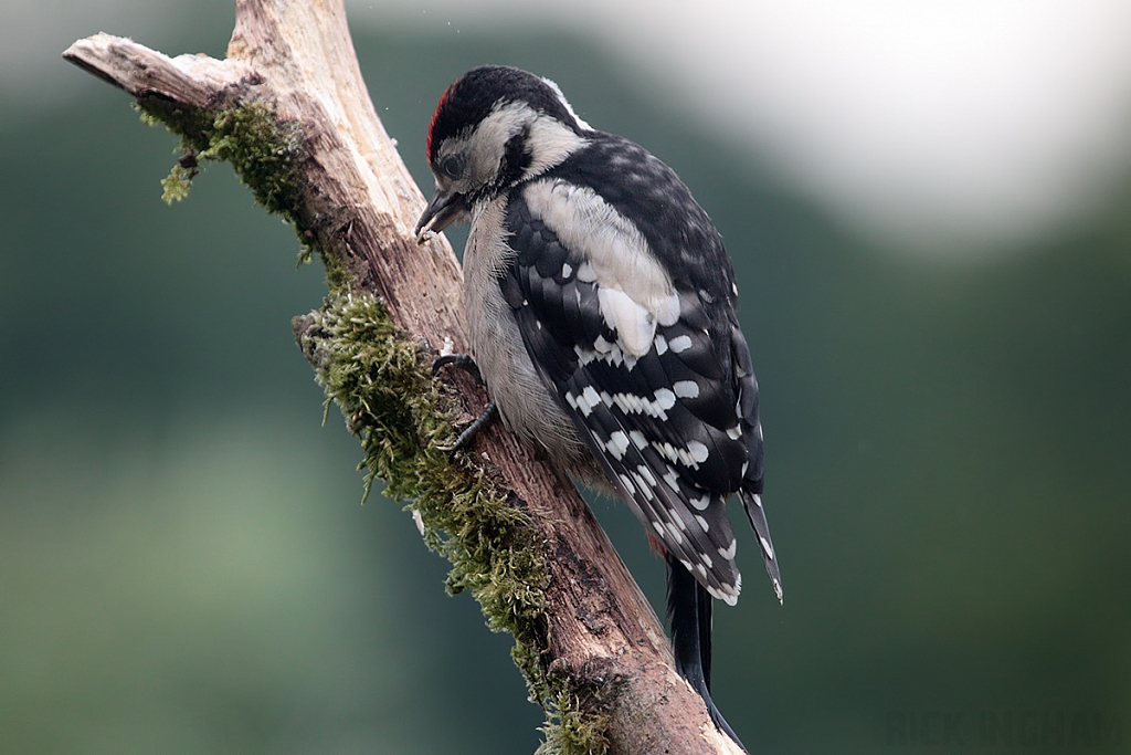 Great Spotted Woodpecker | Juvenile