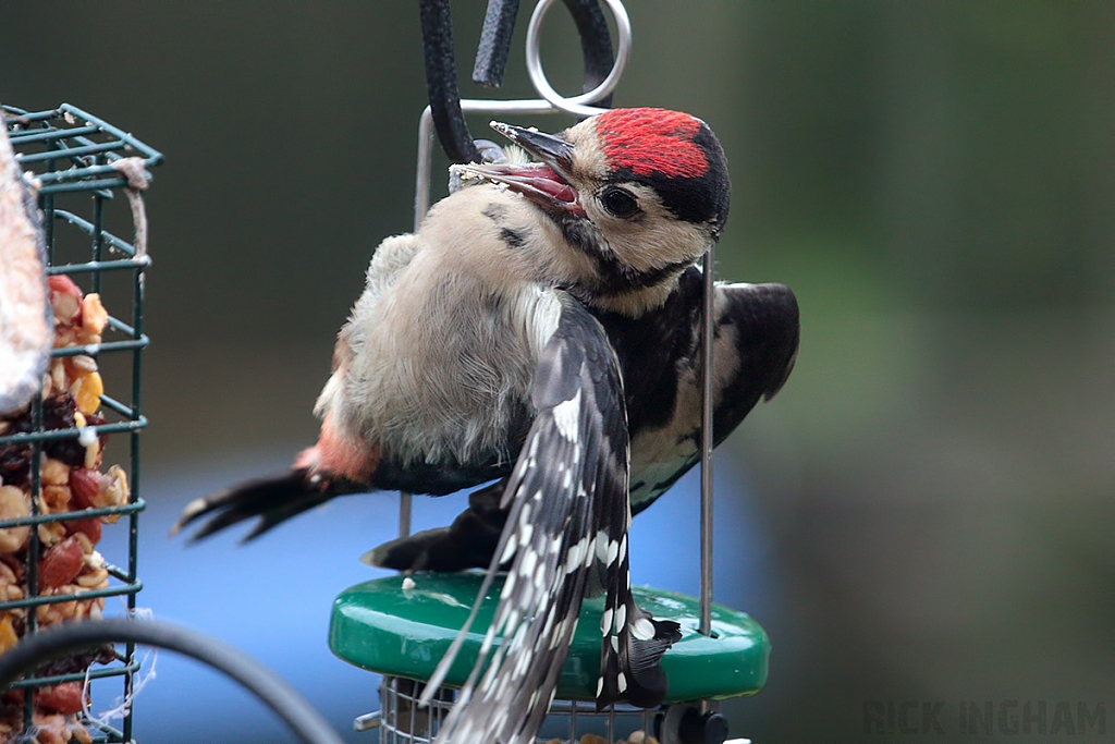 Great Spotted Woodpecker | Juvenile