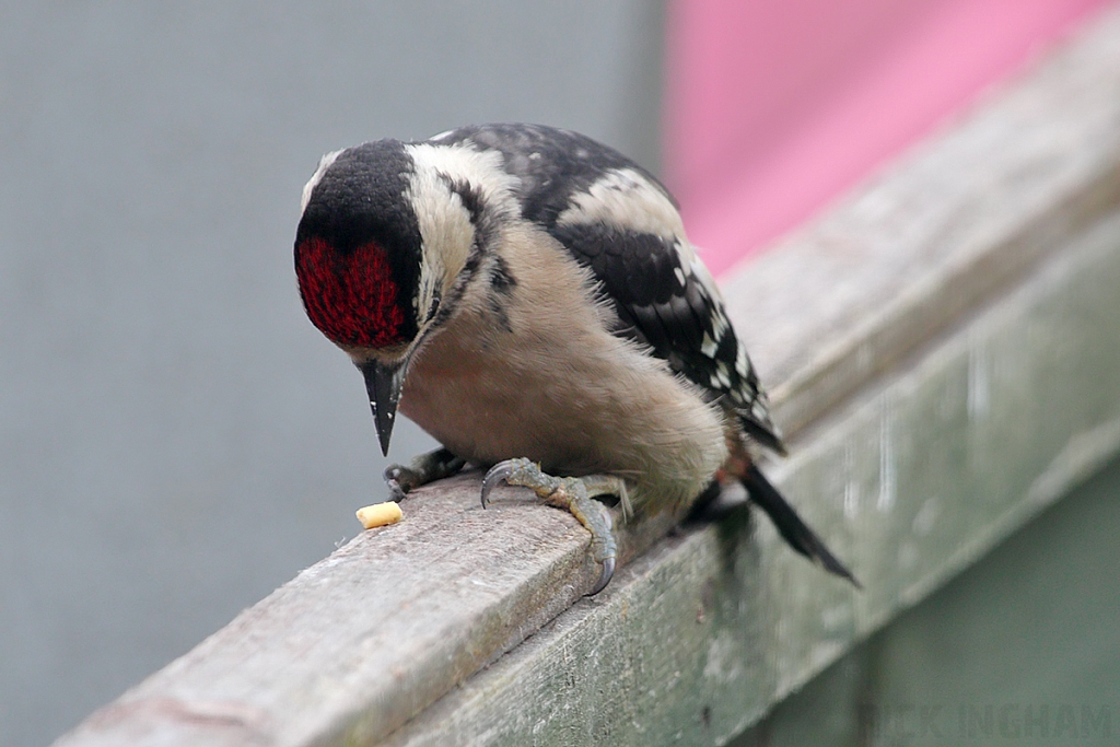 Great Spotted Woodpecker | Juvenile
