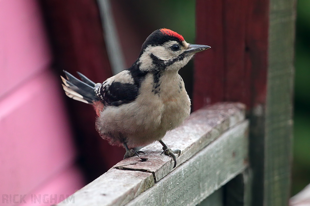 Great Spotted Woodpecker | Juvenile