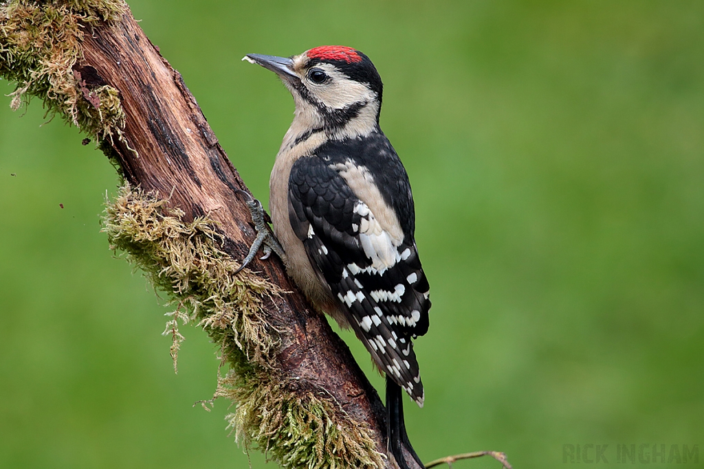 Great Spotted Woodpecker | Juvenile