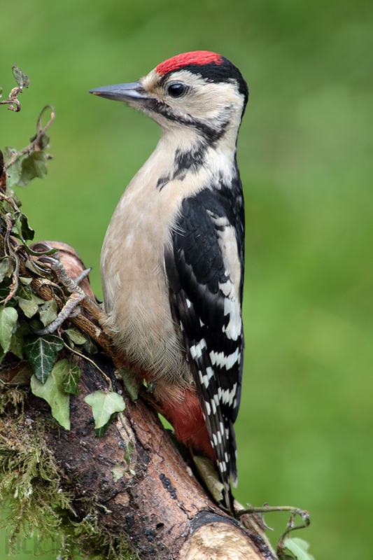 Great Spotted Woodpecker | Juvenile