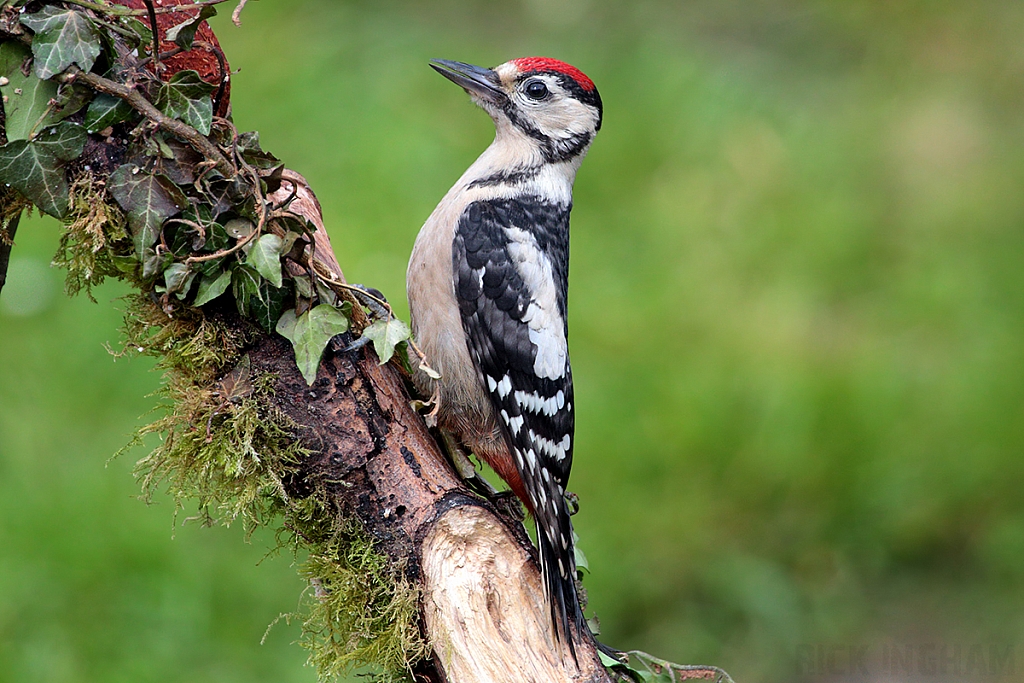 Great Spotted Woodpecker | Juvenile