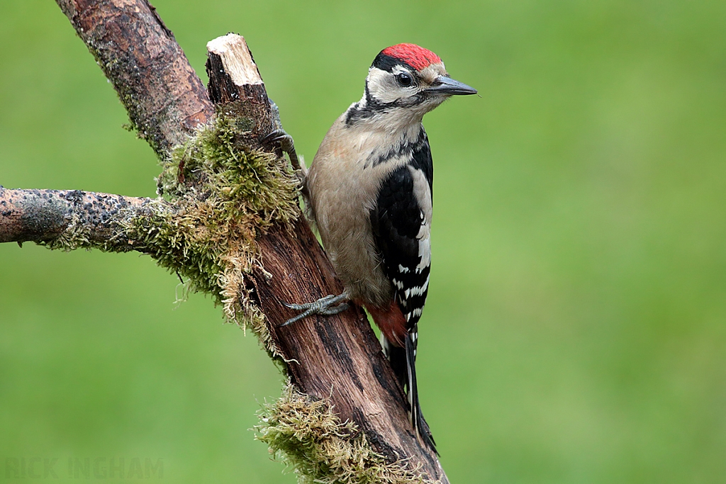 Great Spotted Woodpecker | Juvenile