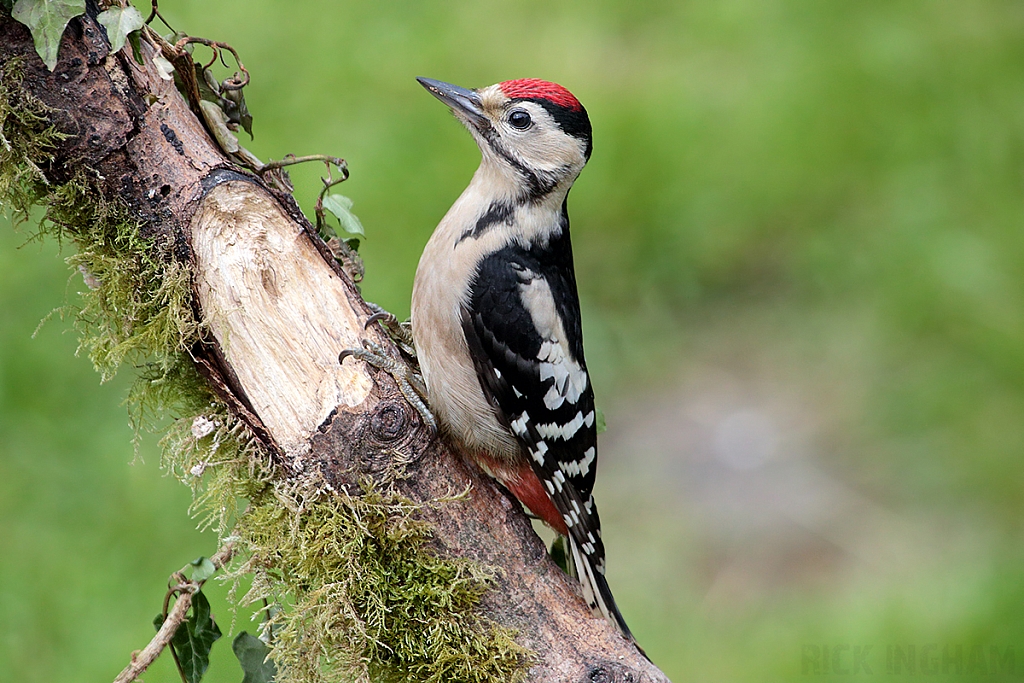 Great Spotted Woodpecker | Juvenile