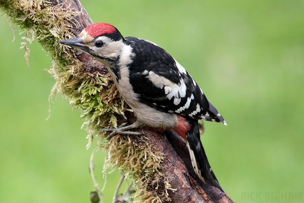 Great Spotted Woodpecker | Juvenile