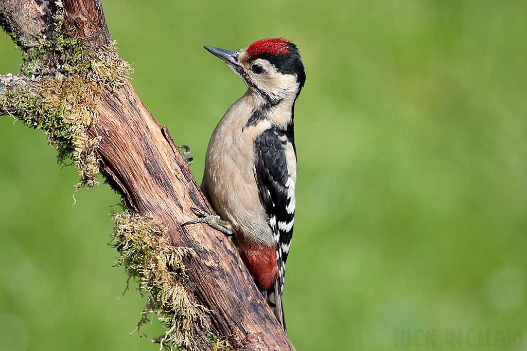 Great Spotted Woodpecker | Juvenile