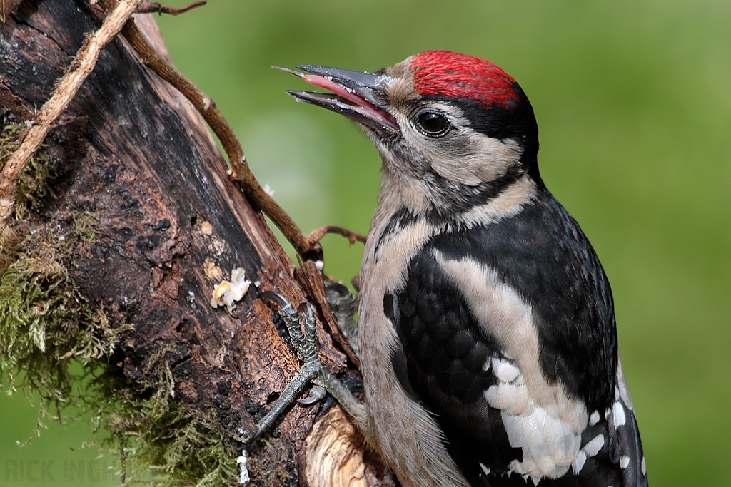 Great Spotted Woodpecker | Juvenile