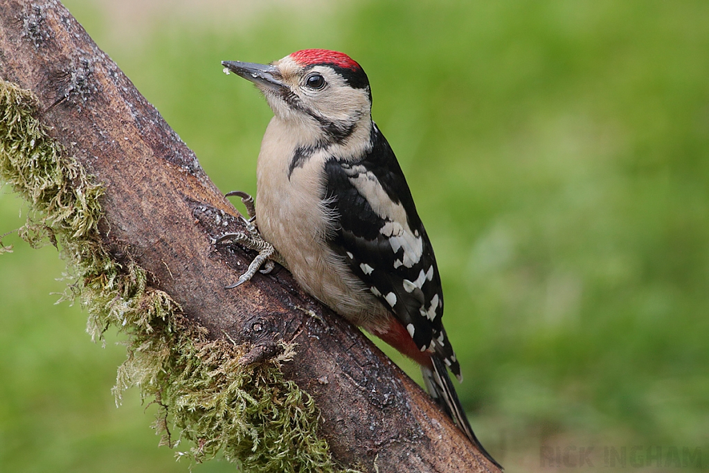 Great Spotted Woodpecker | Juvenile