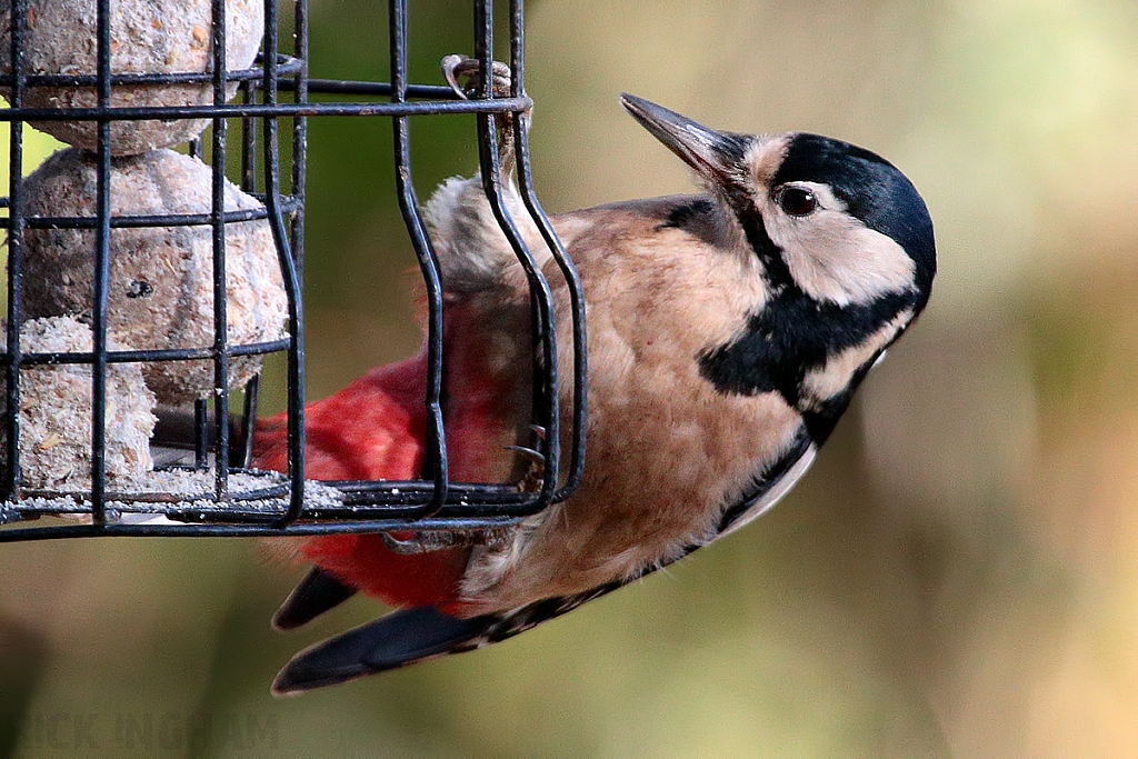 Great Spotted Woodpecker