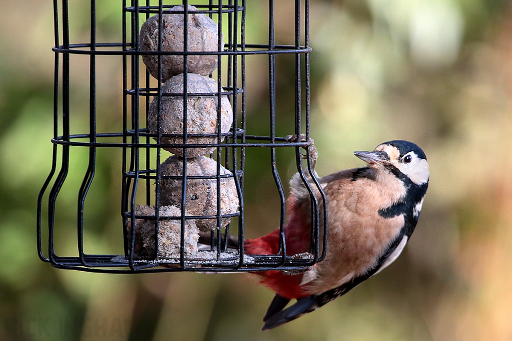 Great Spotted Woodpecker