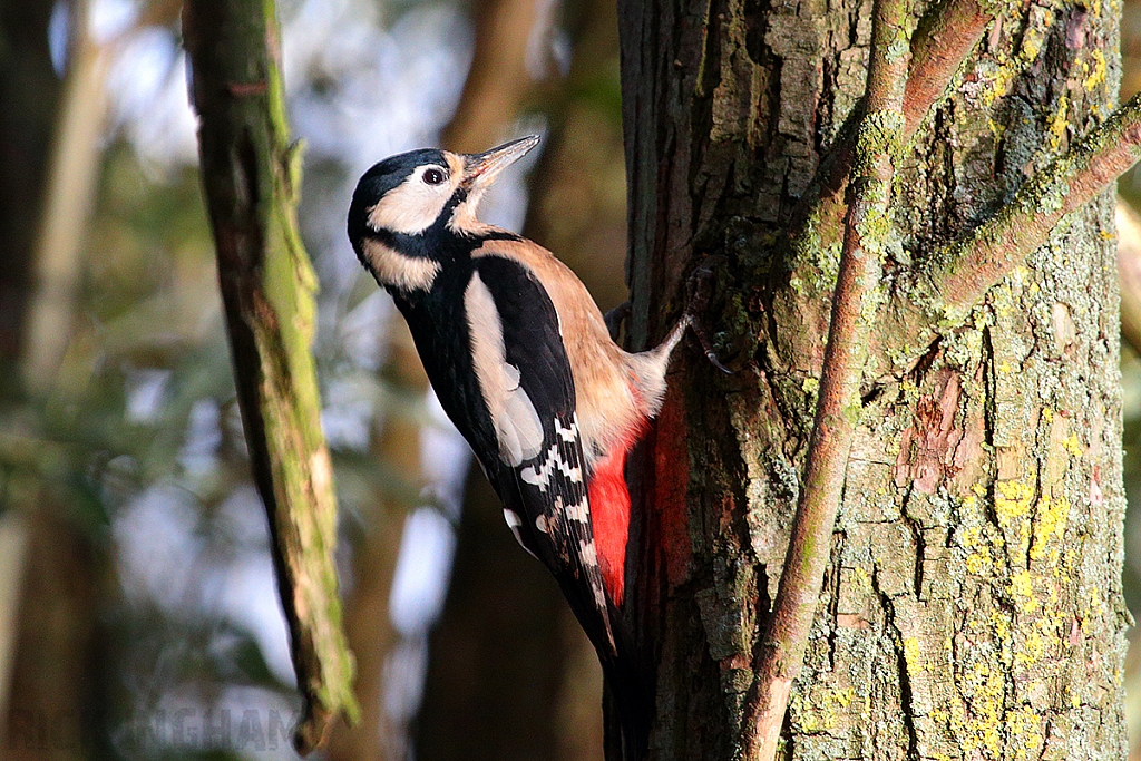 Great Spotted Woodpecker