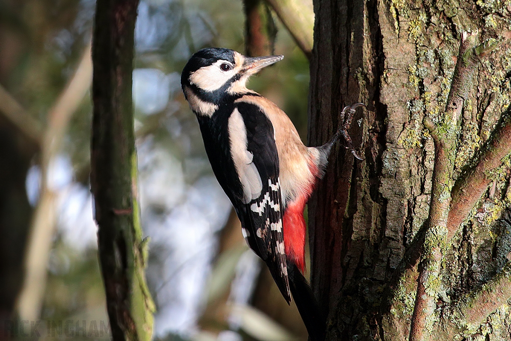 Great Spotted Woodpecker