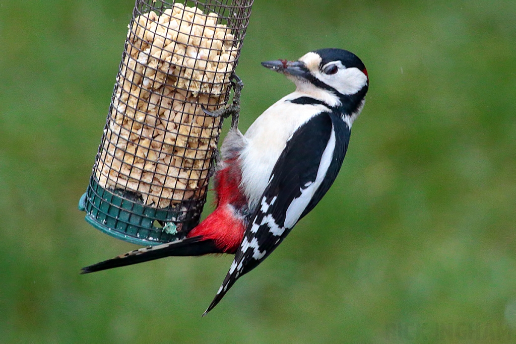 Great Spotted Woodpecker | Male