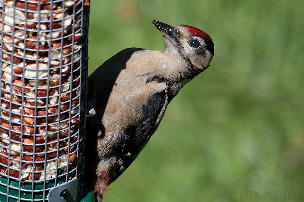 Great Spotted Woodpecker | Juvenile