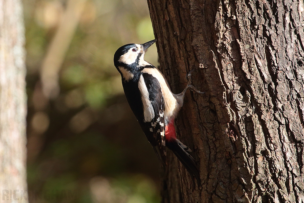 Great Spotted Woodpecker