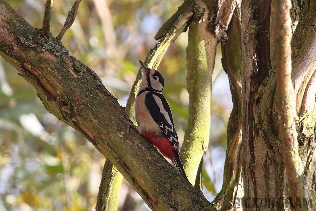 Great Spotted Woodpecker