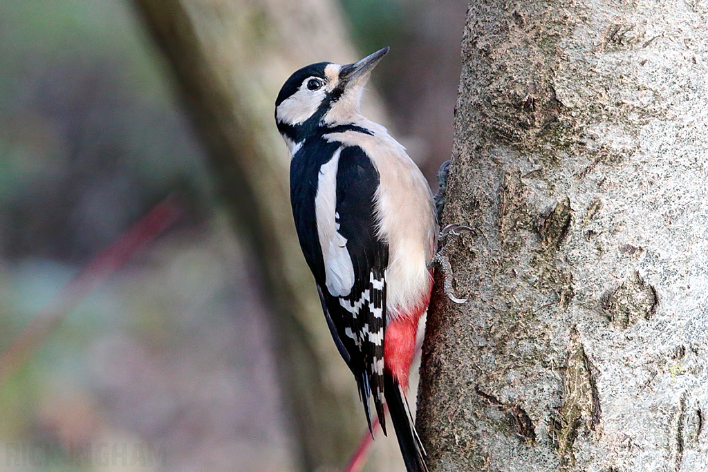 Great Spotted Woodpecker