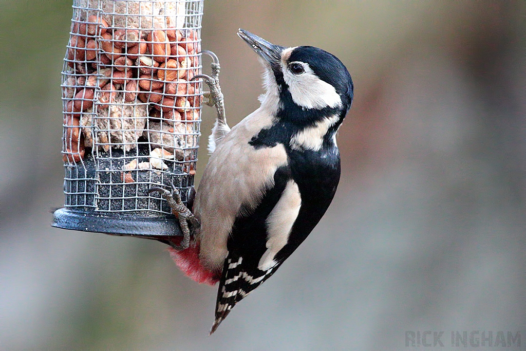 Great Spotted Woodpecker
