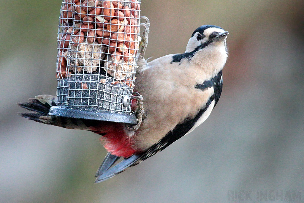 Great Spotted Woodpecker