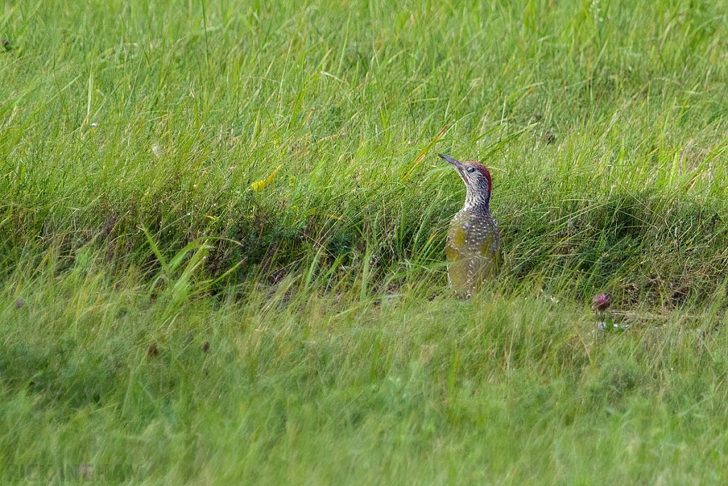 Green Woodpecker | Juvenile Male