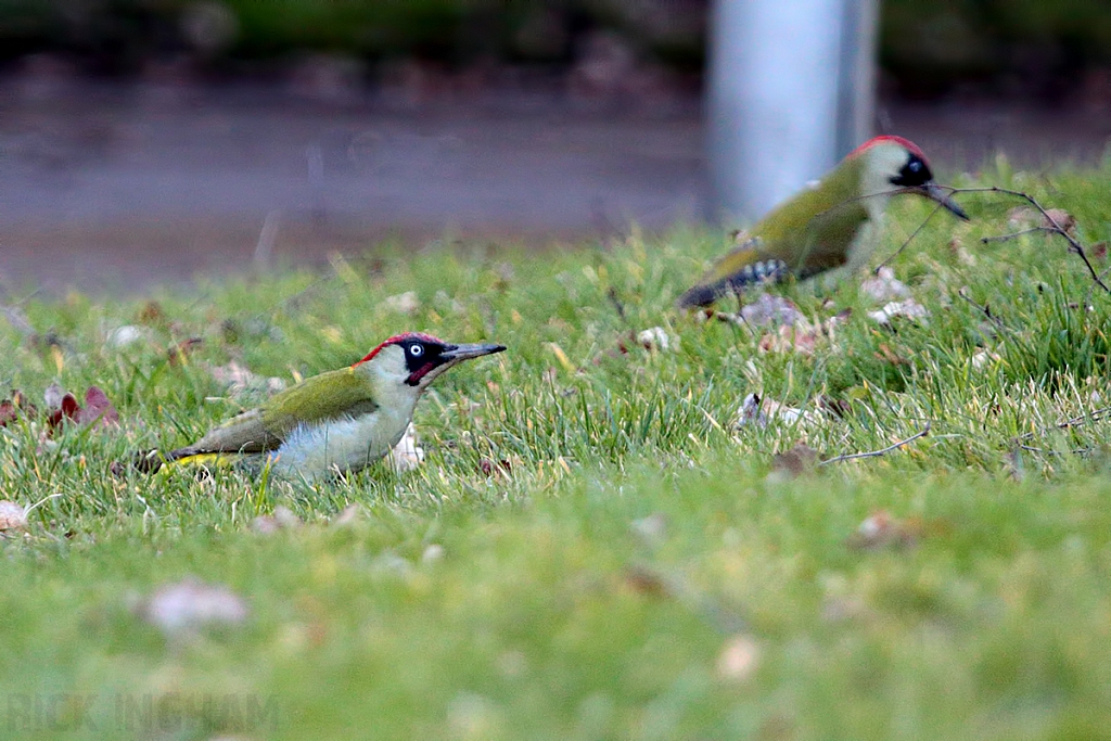 Green Woodpecker