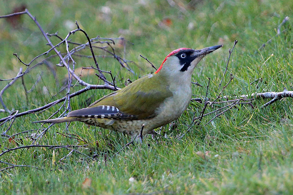 Green Woodpecker