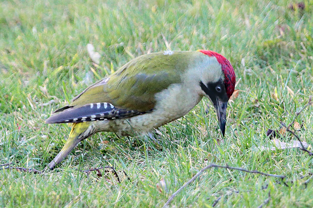 Green Woodpecker