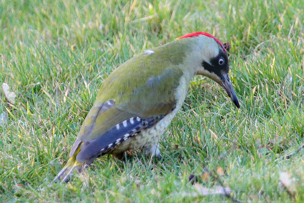 Green Woodpecker