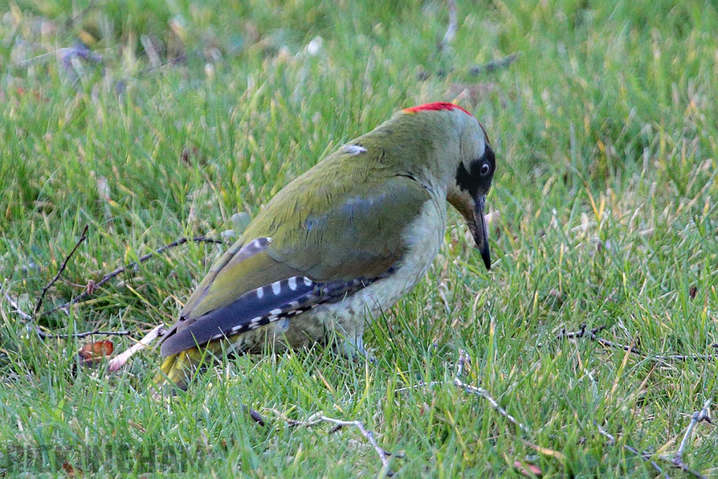 Green Woodpecker
