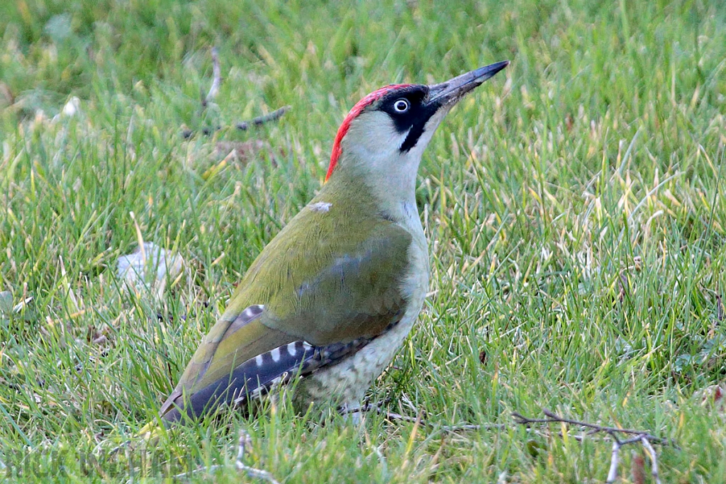 Green Woodpecker