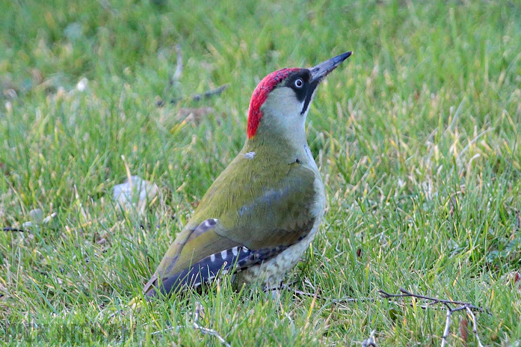 Green Woodpecker