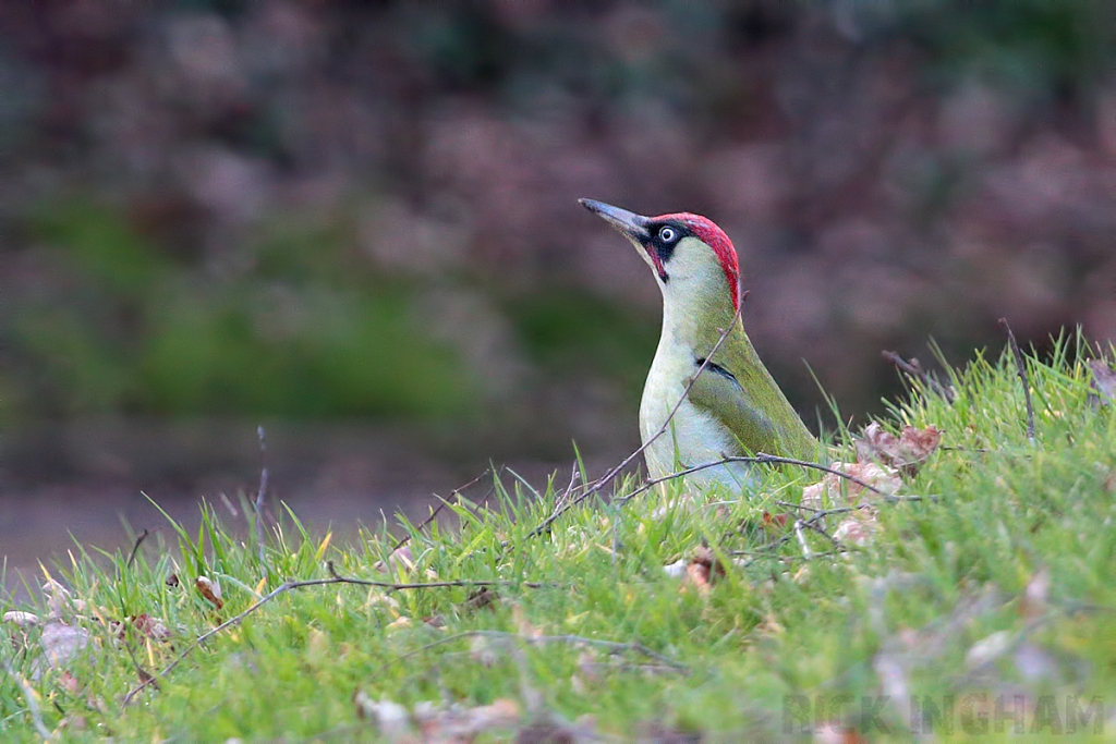 Green Woodpecker