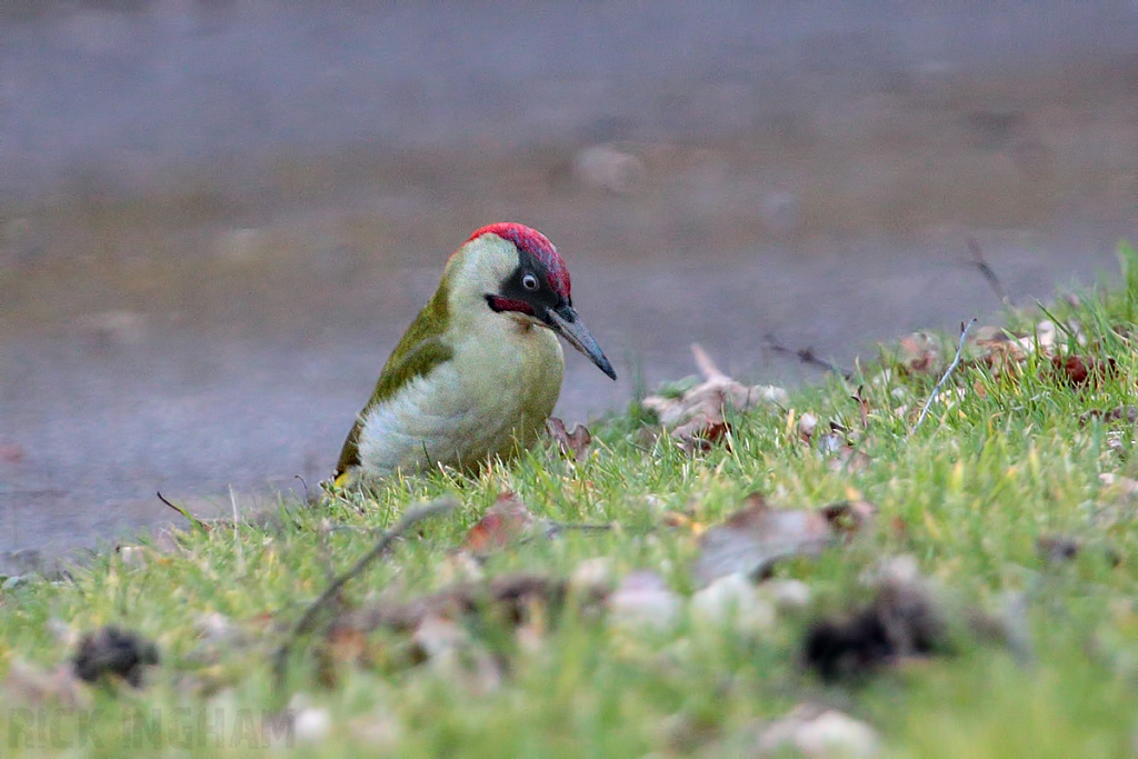 Green Woodpecker